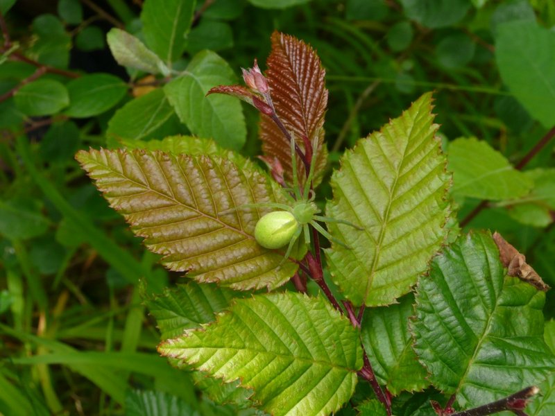 Fêtes des adhérents 2013 030